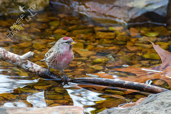 1-30-22 Common Redpoll RARE