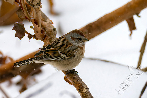 2-02-22 American Tree Sparrow