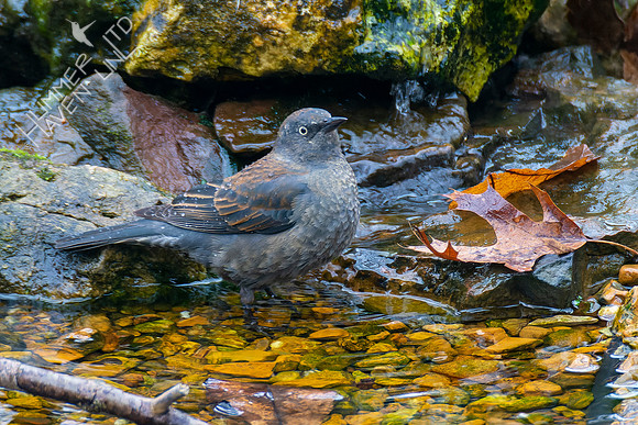 3-31-22 Rusty Blackbird
