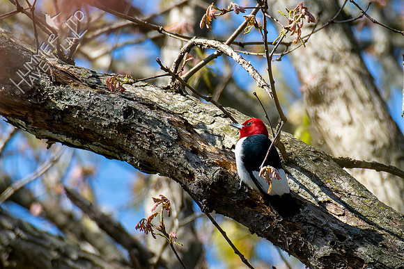 4-27-22 Red-headed Woodpecker