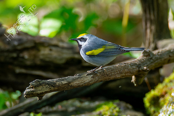 5-1-22 Golden-winged Warbler
