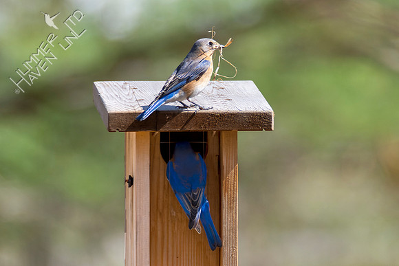 4-3-22 Eastern Bluebirds