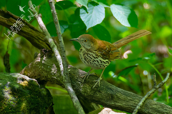 6-30-22 Brown Thrasher