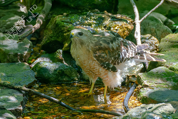 7-5-22 Red-shouldered Hawk Bubbler #125