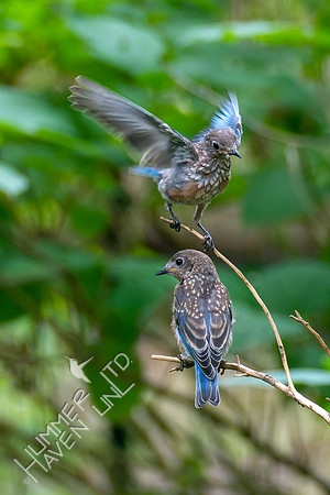 9-2-22 Eastern Bluebirds
