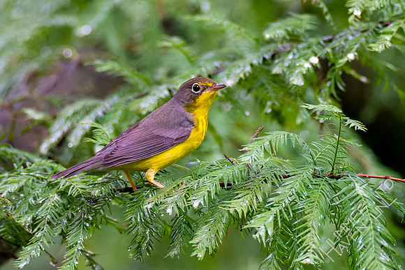 9-4-22 FOS Canada Warbler female
