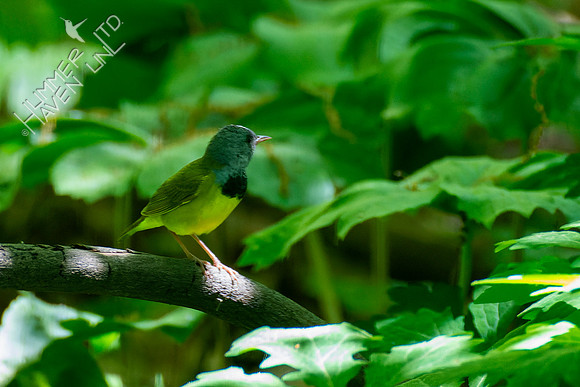5-16-22 FOY Mourning Warbler