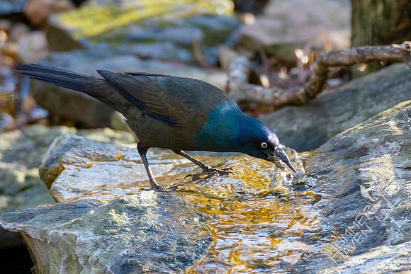 11-11-22 Common Grackle