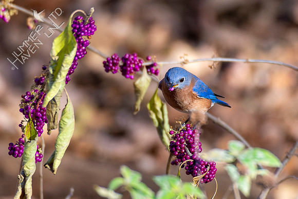 11-5-22 Eastern Bluebird  at American Beautyberry