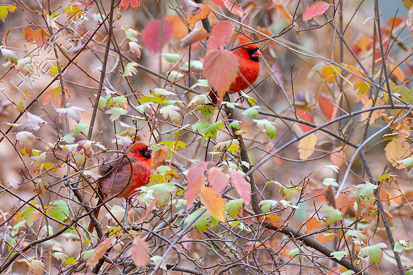 11-16-22 Northern Cardinals in cover of Clove Currant and Arrowwood Viburnum