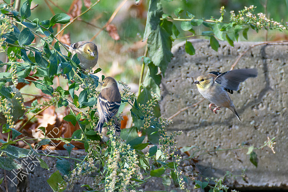 11-18-22 American Goldfinches eating Cliff Goldenrod seeds