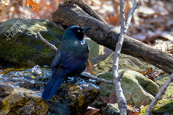 11-19-22 Common Grackle