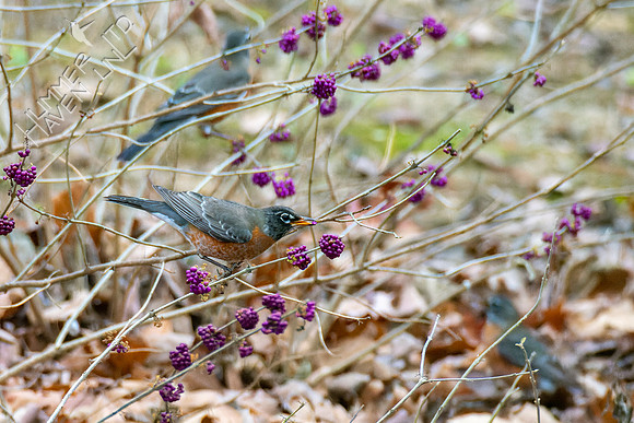 12-12-22 American Robins eating beautyberries (Callicarpa americana)