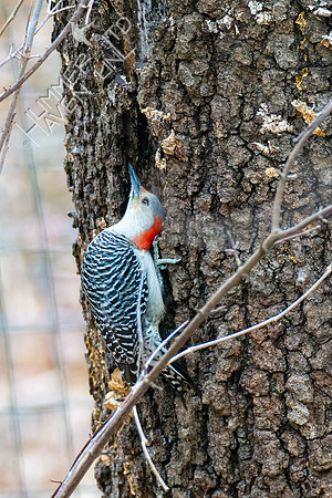 12-13-22 Red-bellied Woodpecker, female