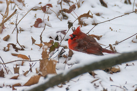 12-22-22 Northern Cardinal resting in leaves and snow