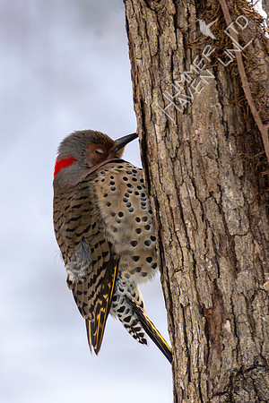 12-23-22 Northern Flicker female