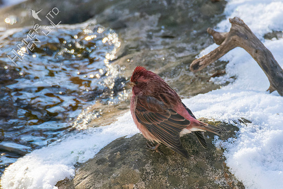 12-27-22 Purple Finch -first male at bubbler