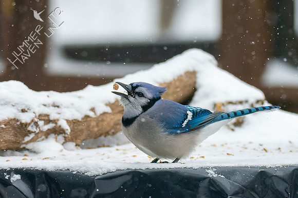 12-22-22 Blue Jay