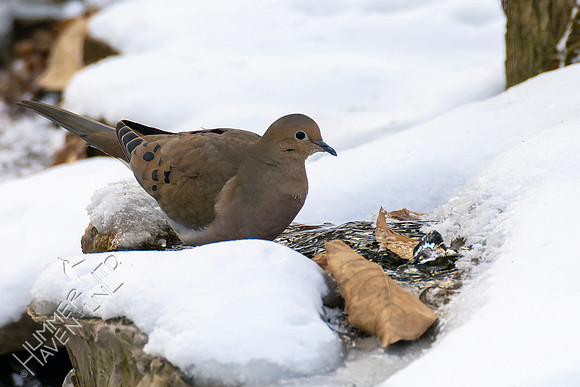 12-23-22 Mourning Dove