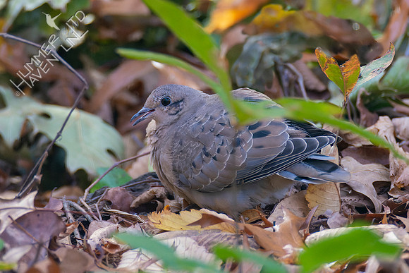 10-28-22 Mourning Dove, juvenile