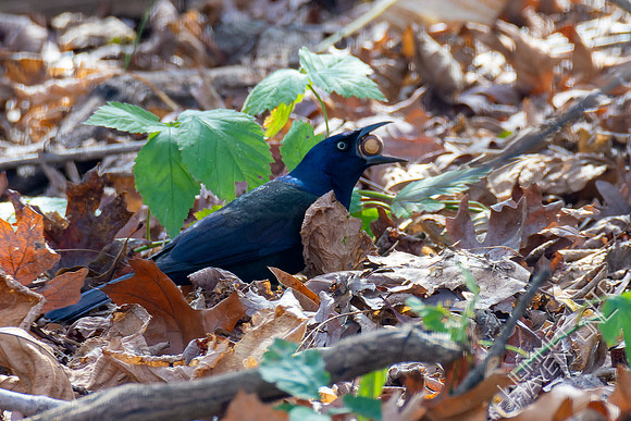 11-4-22 Common Grackle with acorn