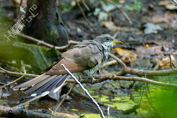 9-10-22 Yellow-billed Cuckoo