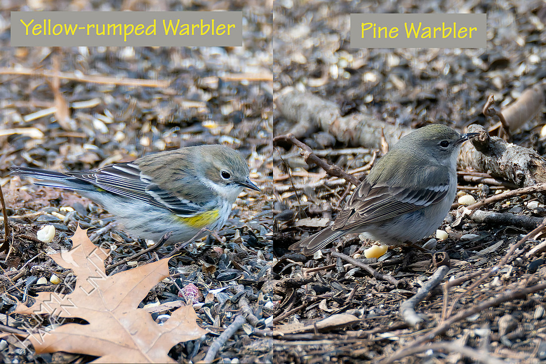 3-12-26 Yellow-rumped Warbler compared with Pine Warbler
