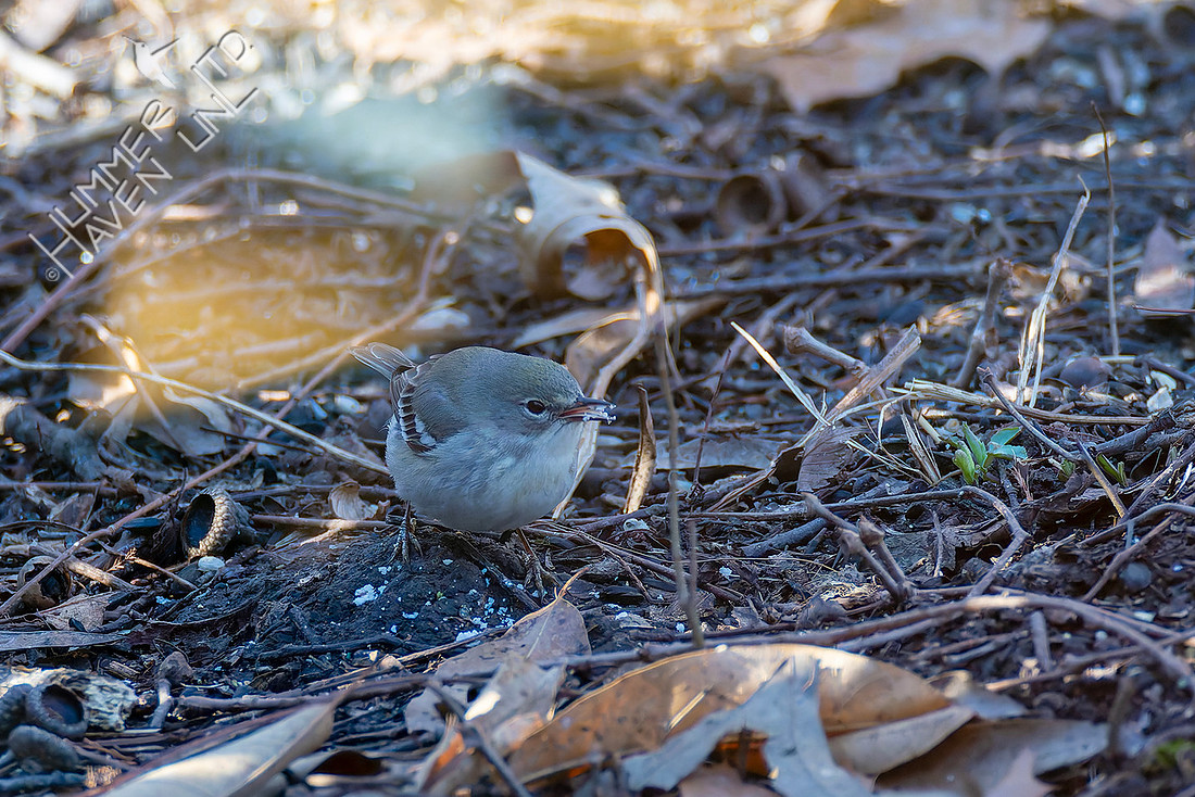3-12-26 FOY Pine Warbler first spring female