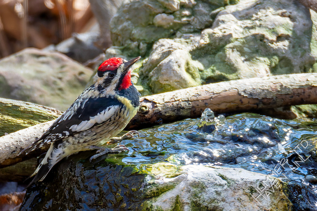 3-12-26 Yellow-bellied Sapsucker
