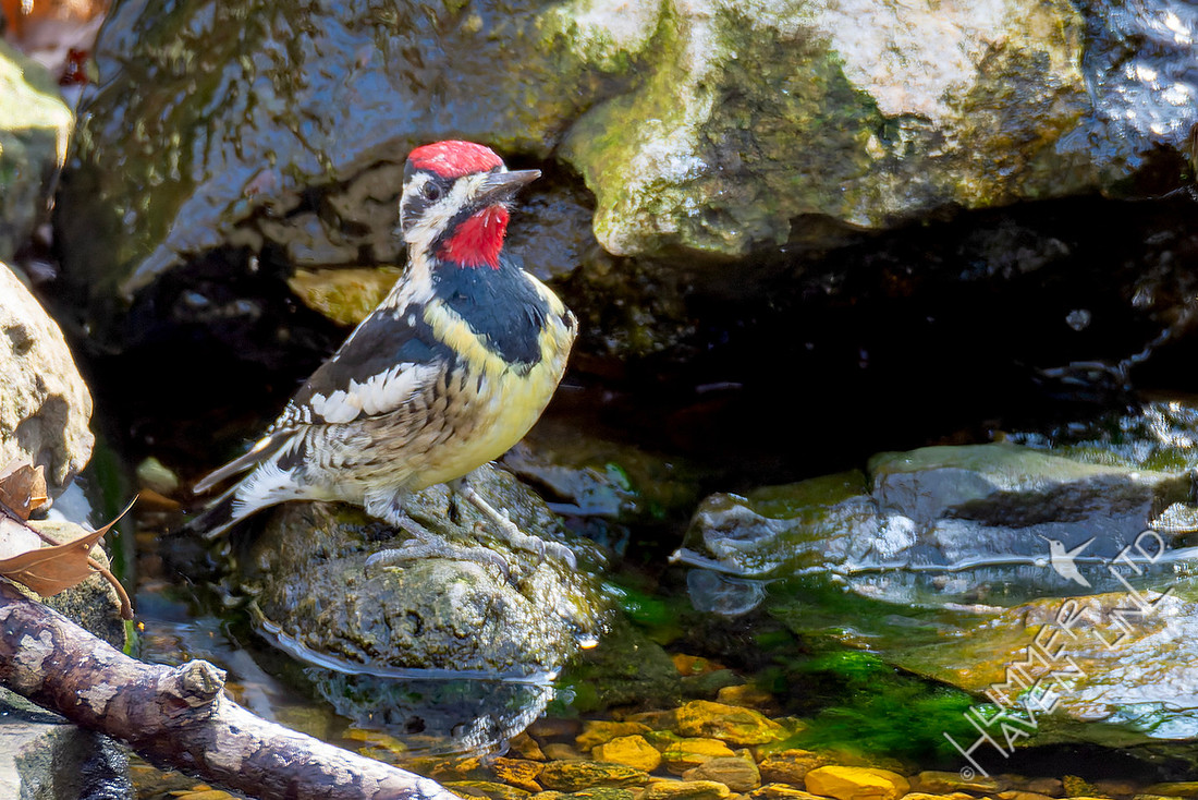 3-12-26 Yellow-bellied Sapsucker