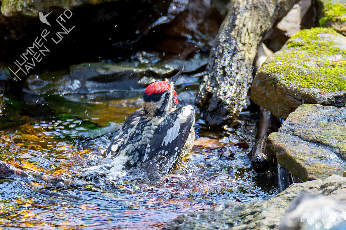 3-12-26 Yellow-bellied Sapsucker