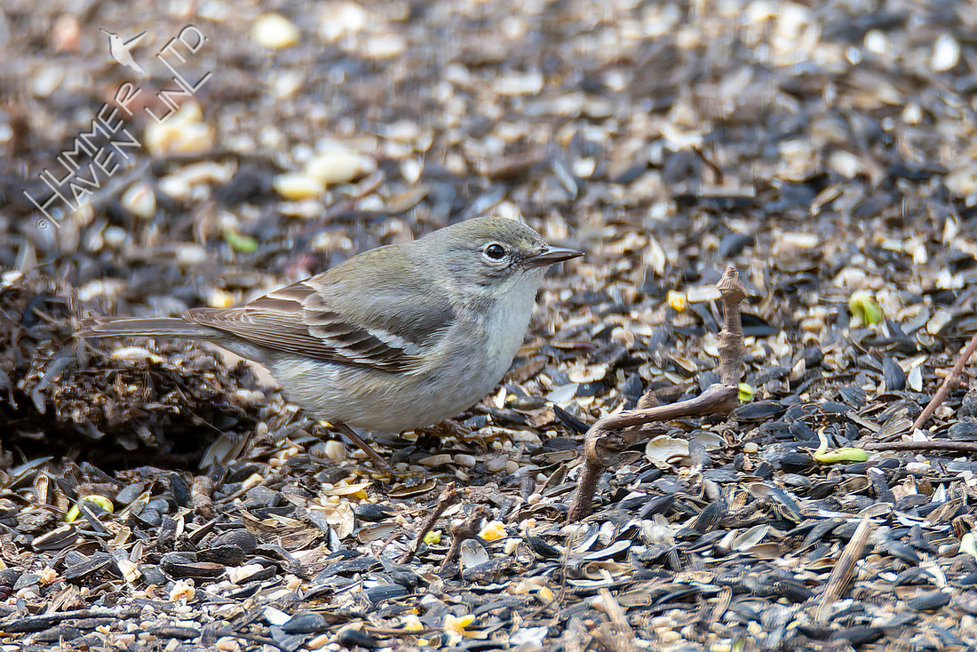 3-13-26 Pine Warbler first spring female