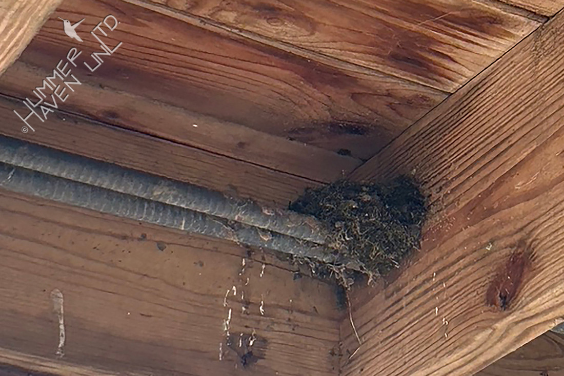 3-15-26 Eastern Phoebe nest