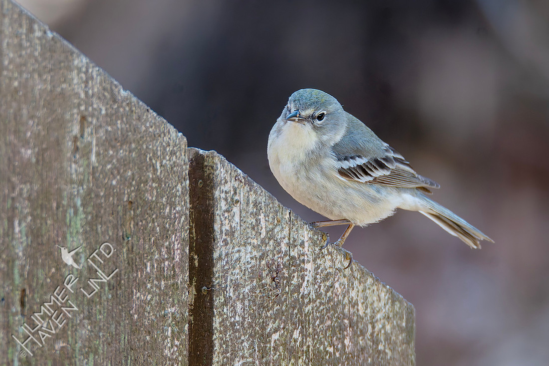 3-14-26 Pine Warbler first spring female