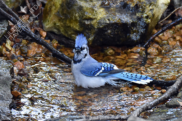 Blue Jay 10-23-16