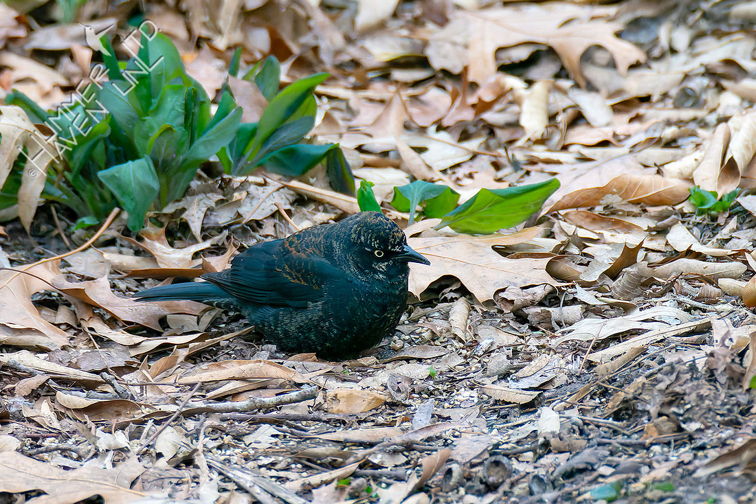 3-16-26 Rusty Blackbird