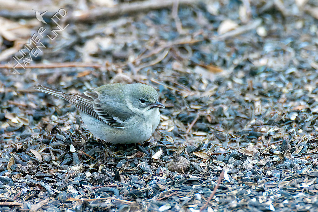 3-16-26 Pine Warbler first spring female