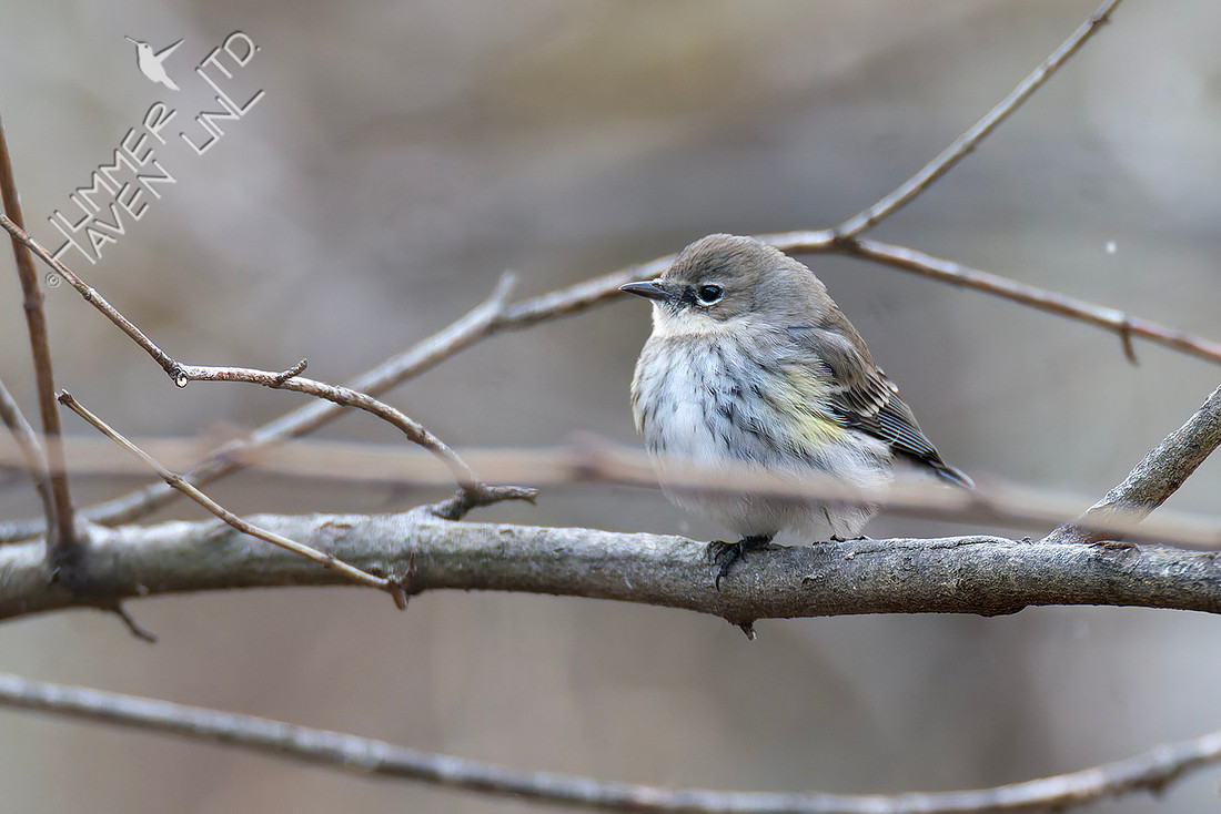 3-16-26 Yellow-rumped Warbler