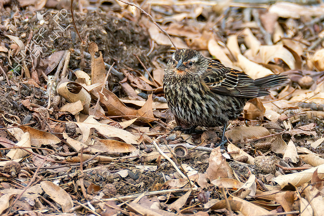 3-16-26 Red-winged Blackbird female