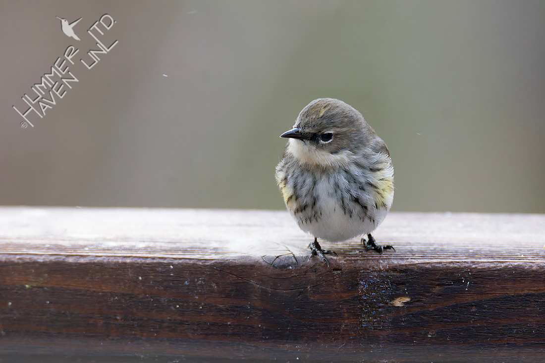3-16-26 Yellow-rumped Warbler