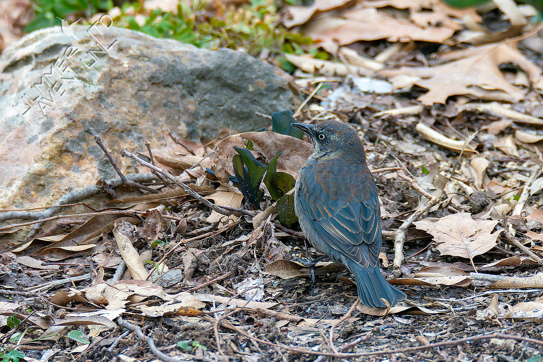 3-16-26 Rusty Blackbird