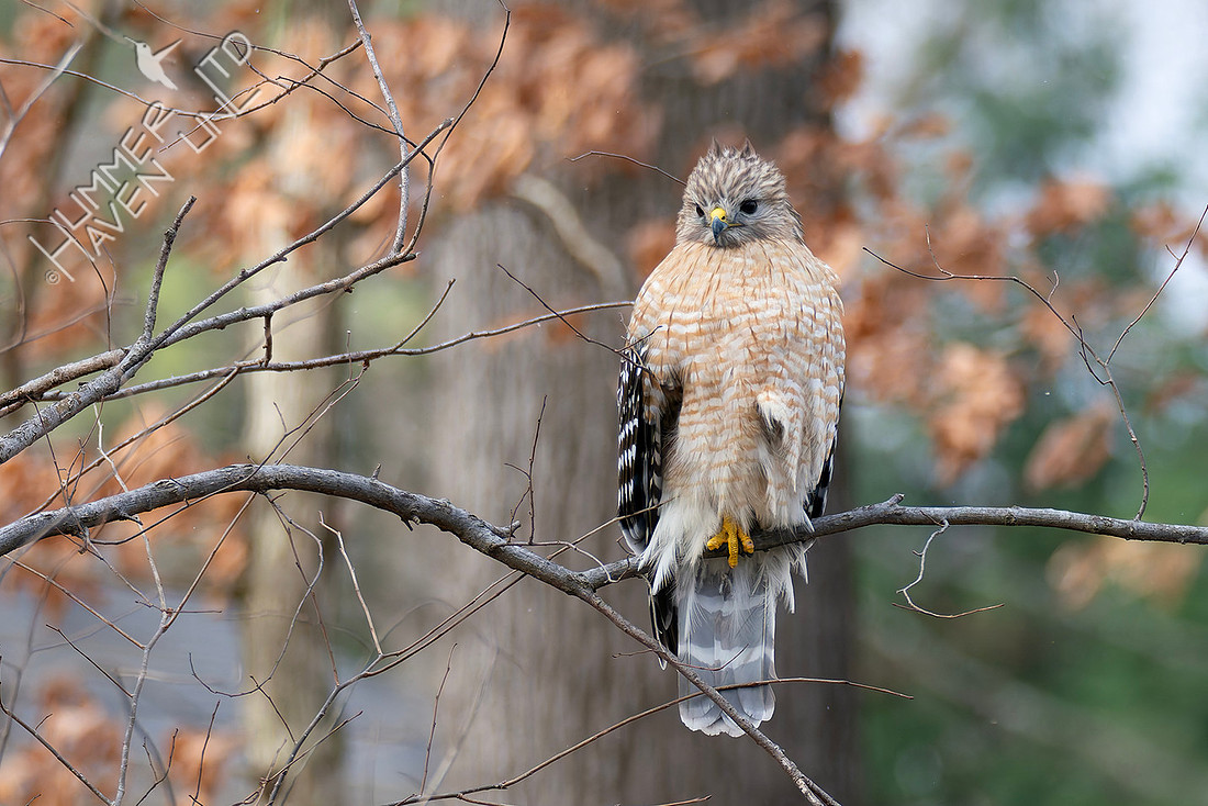 3-16-26 Red-shouldered Hawk