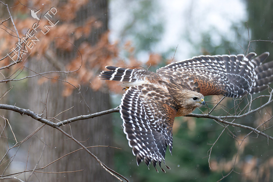 3-16-26 Red-shouldered Hawk