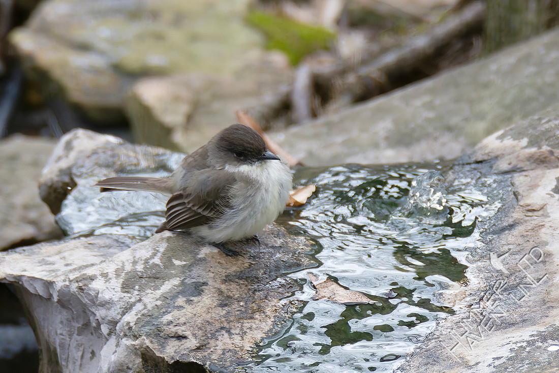 3-16-26 Eastern Phoebe