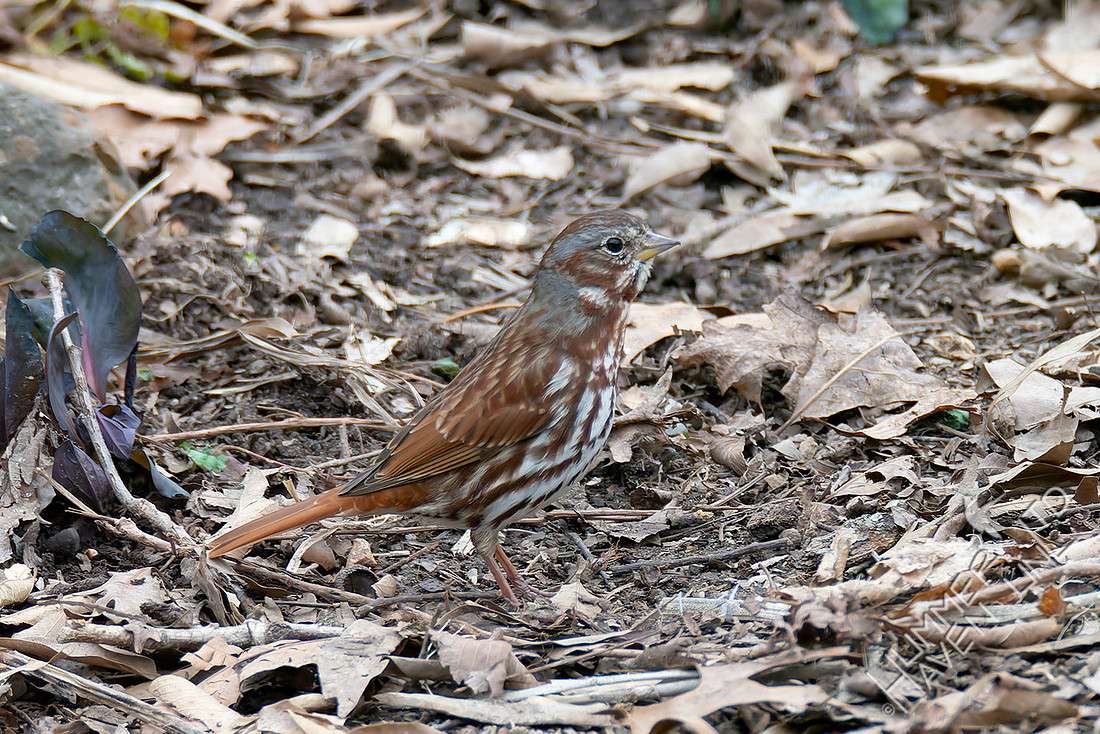 3-17-26 FOY Fox Sparrow