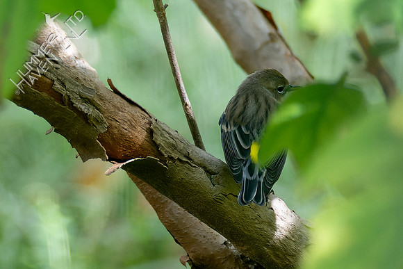 10-14-24 Yellow-rumped Warbler in Oak Leaf Hydrangea