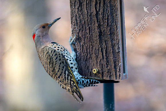 1-2-23 Northern Flicker female