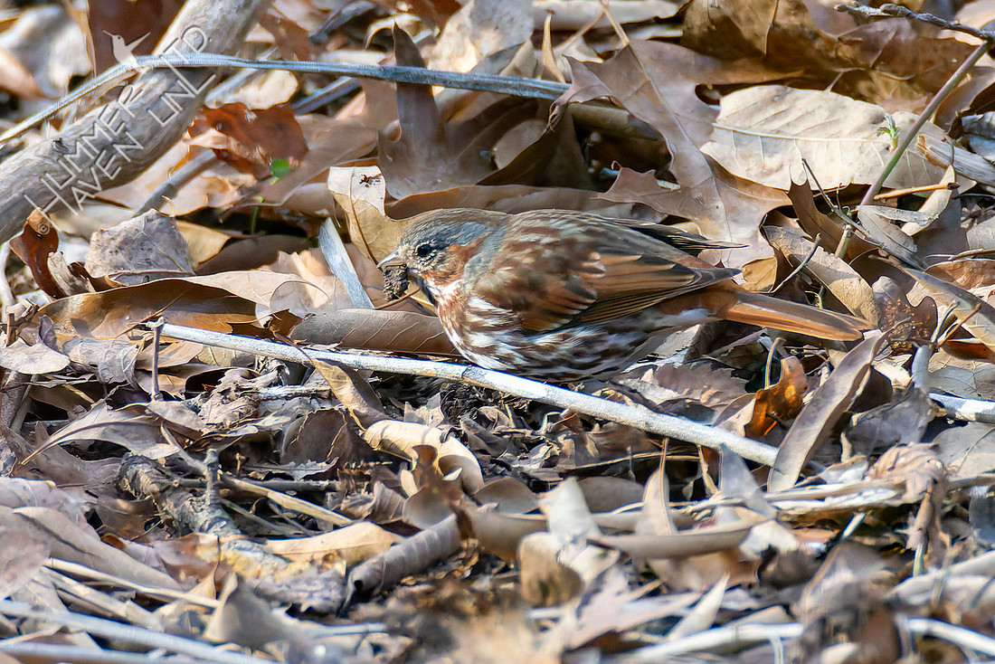 3-19-26 Fox Sparrow