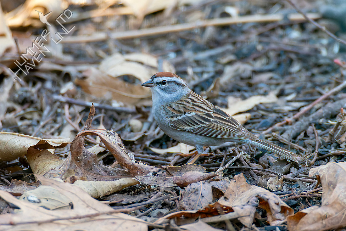 3-30-26 FOY Chipping Sparrow