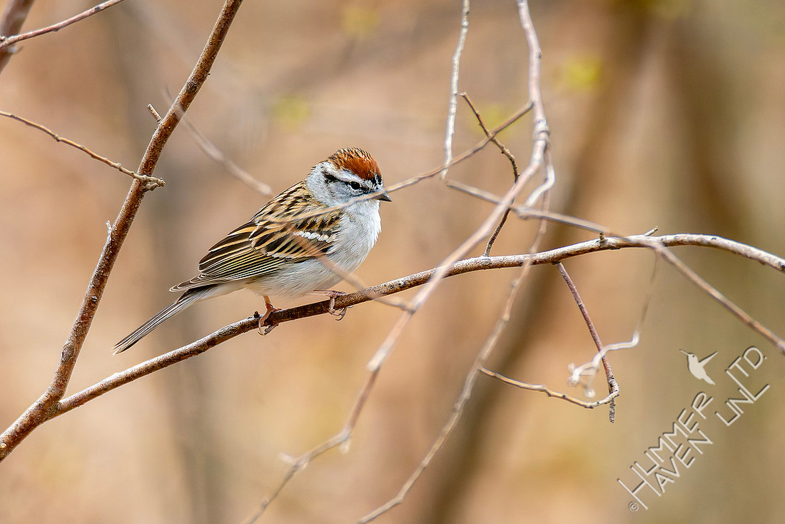 3-31-26 Chipping Sparrow